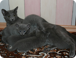 Родились у нас русские голубые котята