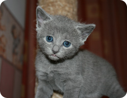 Я русский голубой котёнок